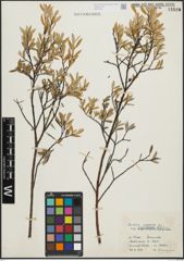 Foto von Salix repens subsp. incubacea (L.) A. Neumann